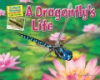 A_dragonfly_s_life