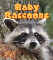 Baby_raccoons