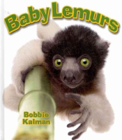 Baby_lemurs