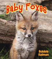 Baby_foxes